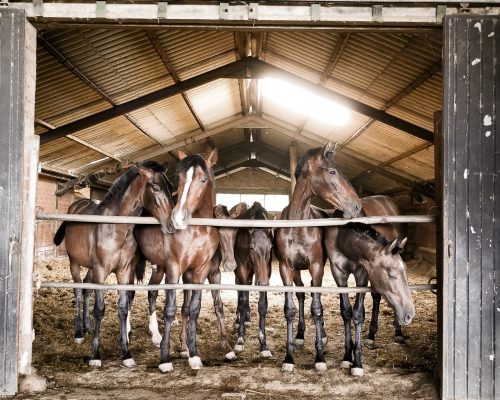 kyriacos-georgiou-PogRO4E_tok-unsplash